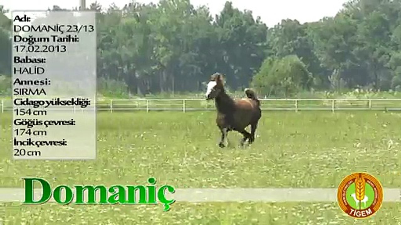 DOMANİÇ