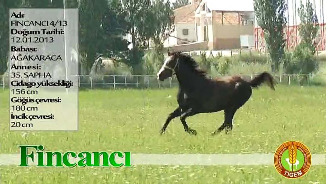 FİNCANCI
