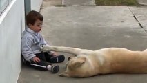 Hernan un petit garçon sous le charme d'un chien labrador