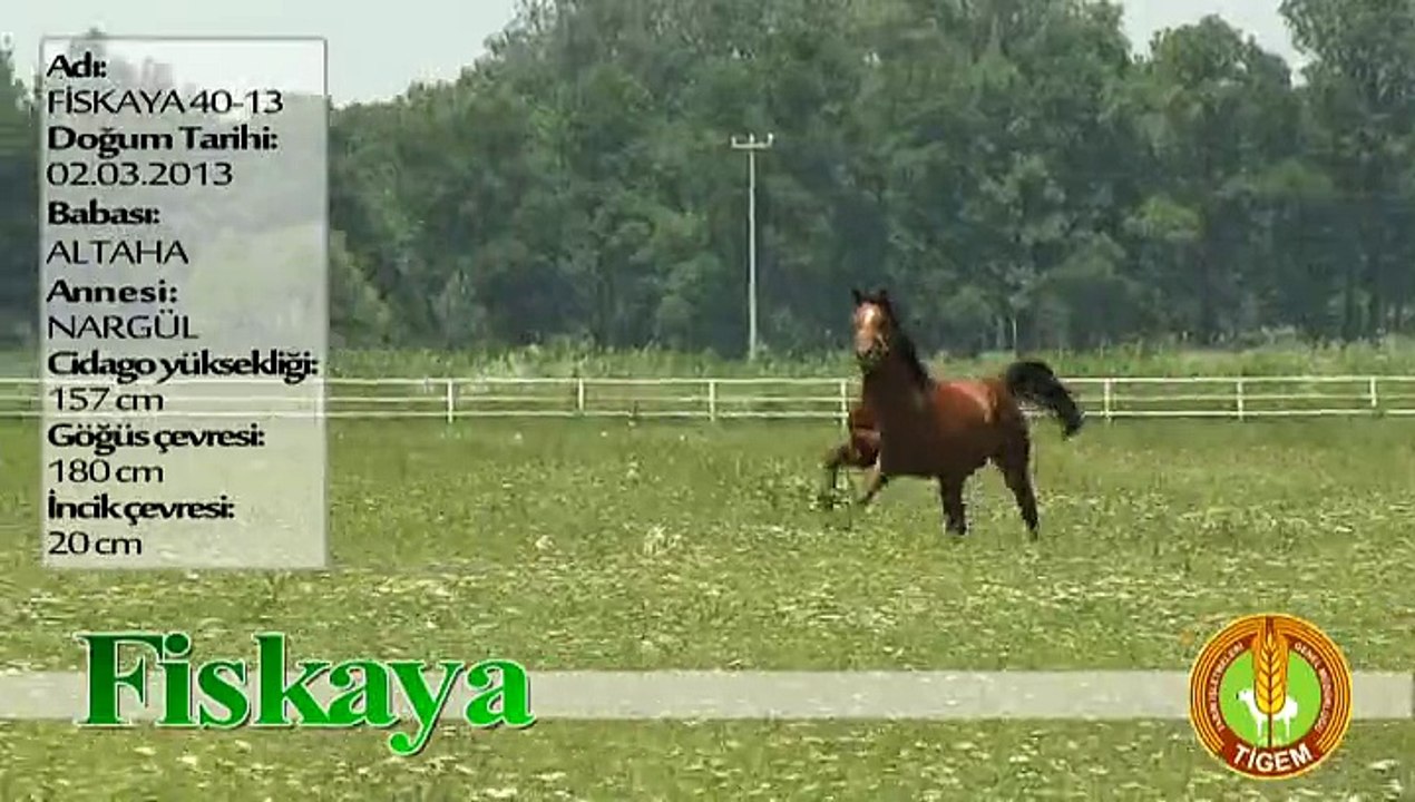 FİSKAYA