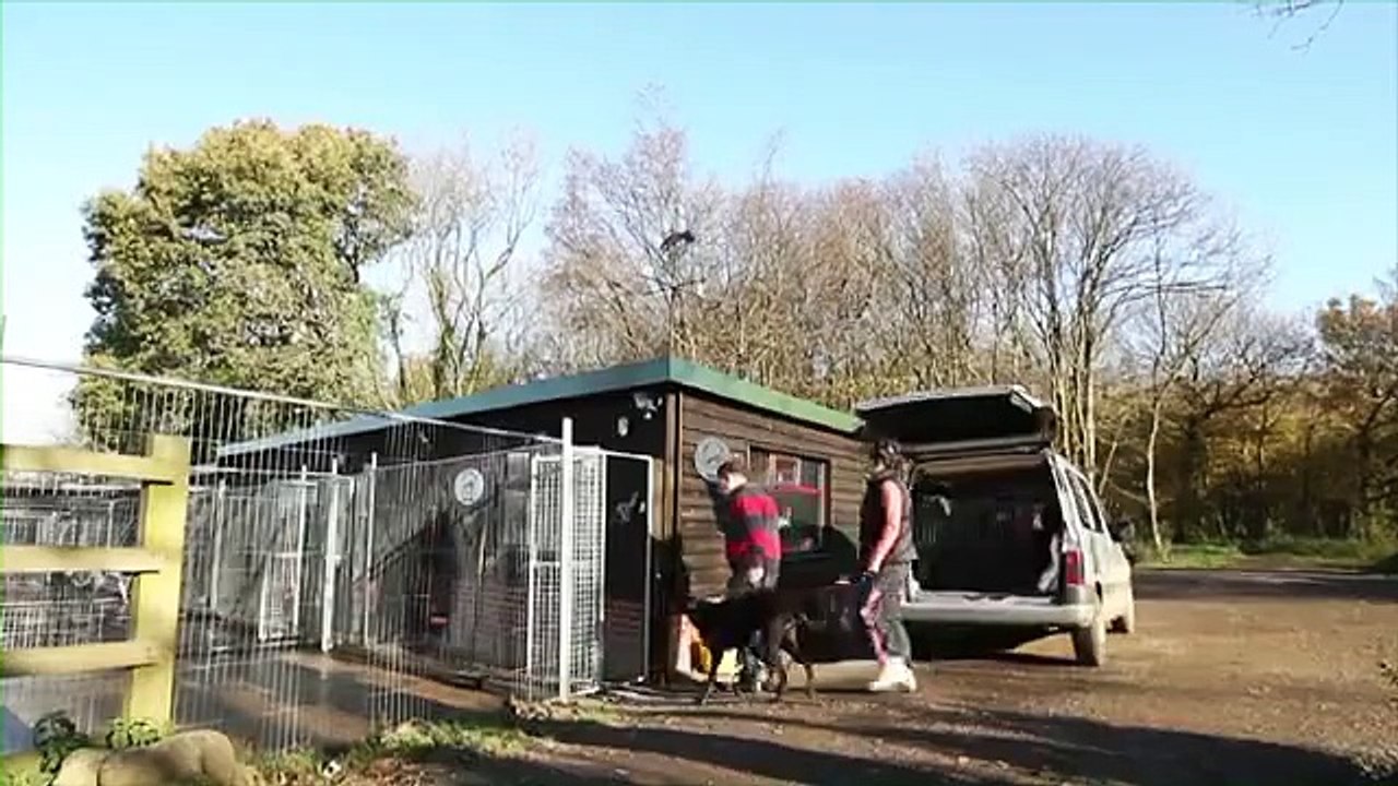 Galty Moore Kennels - Greyhound Training