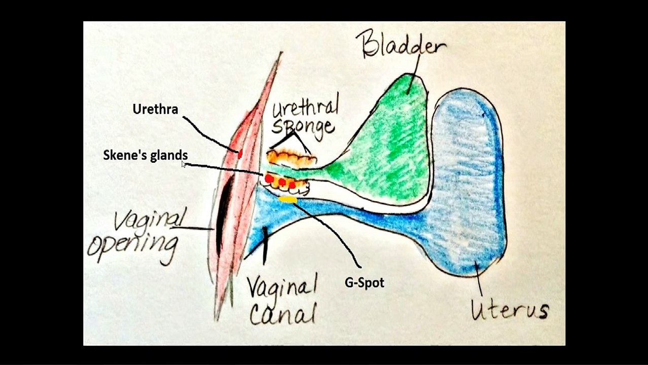Female Ejaculation or Squirting - How And Why It Happens