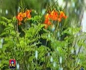 VID-20150704-WA0000.mp4