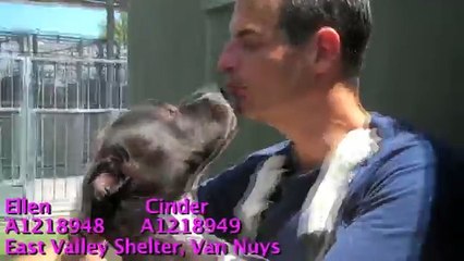 Adopt Ellen and/or Cinder - sister pits at East Valley Animal Shelter in Van Nuys