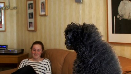 Hunden som sjunger bättre än de flesta i Melodifestivalen