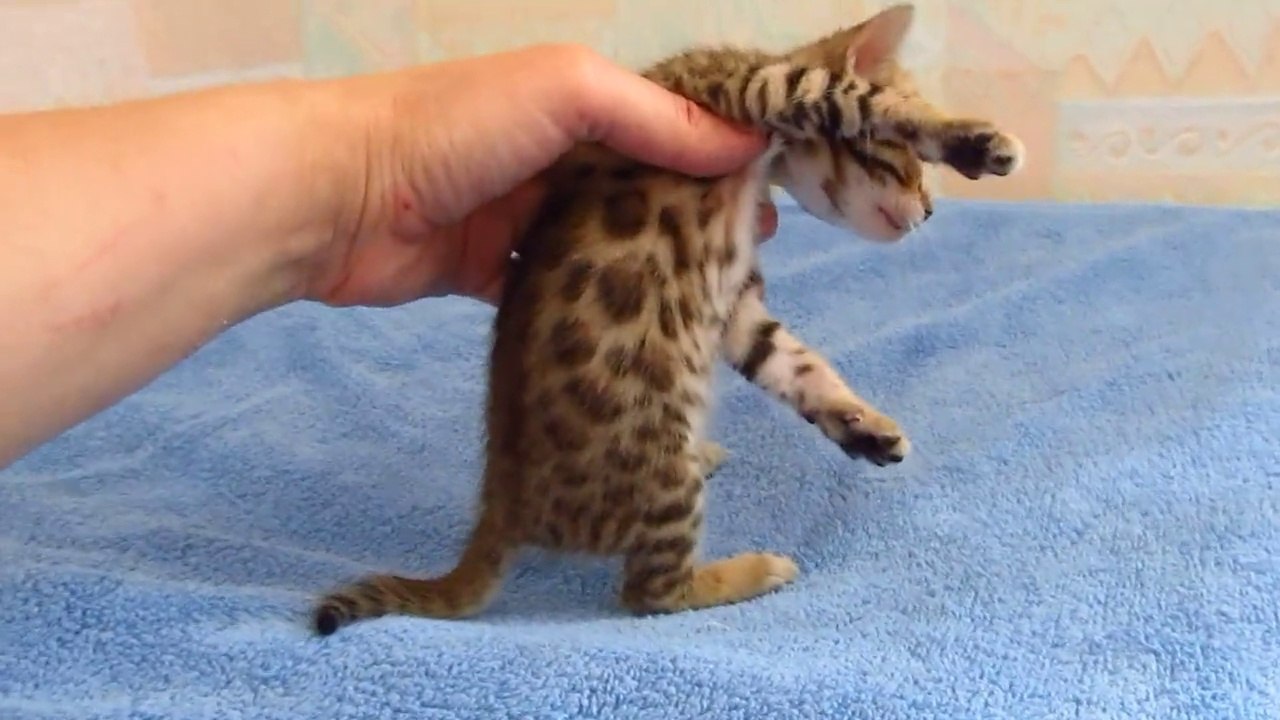 bengal girl № 3
