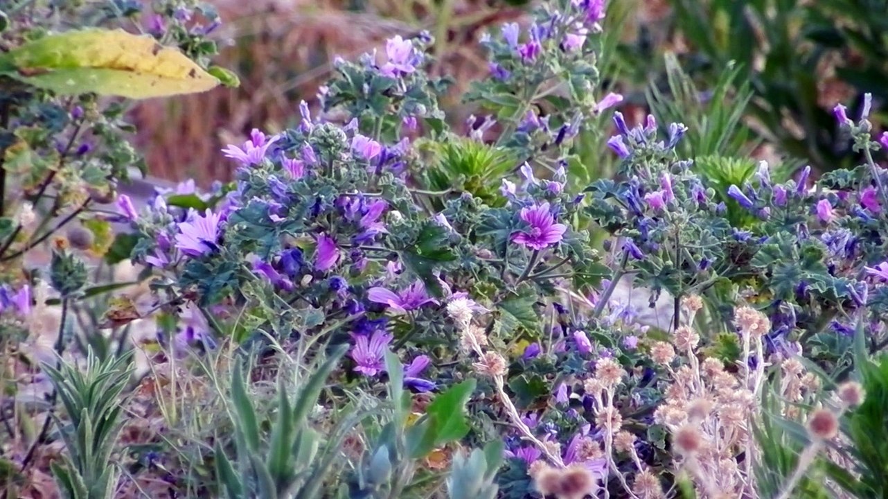 Lapins de garenne du chemin des pins