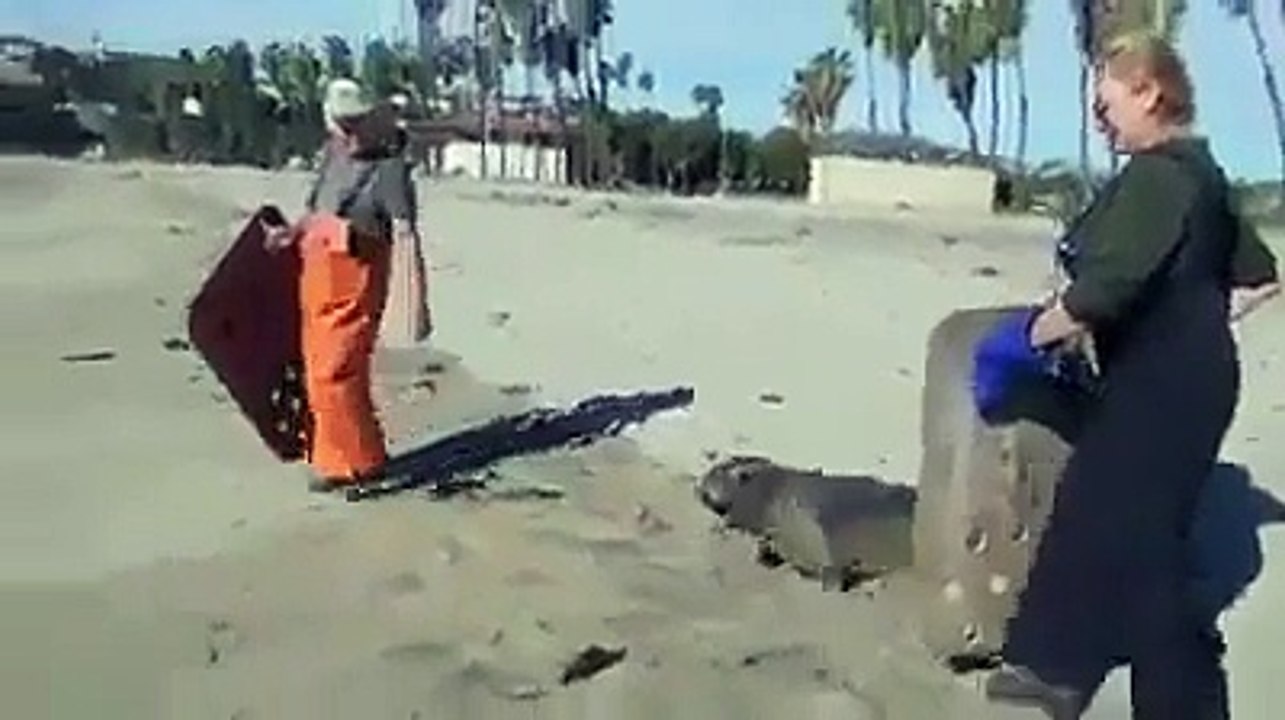 Sea Lions Released Into Freedom For First Time