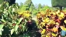 Le Jardin Botanique Des Les Cayes / Okay / Aux Cayes