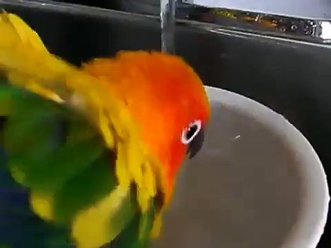 Marley Sun Conure Shower