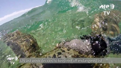 'Turtle cam' highlights threat to Australia's Great Barrier Reef