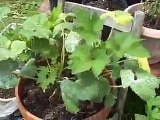 Recycle Survival garden update - July 20, 2010 - prepper container gardening