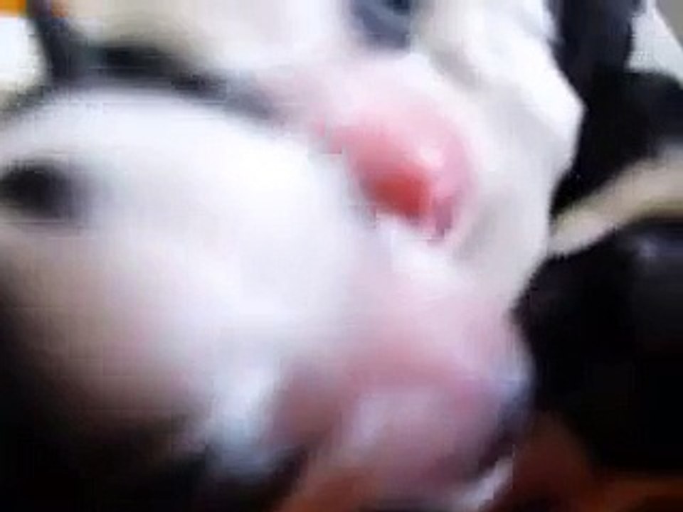 Perritos bebes