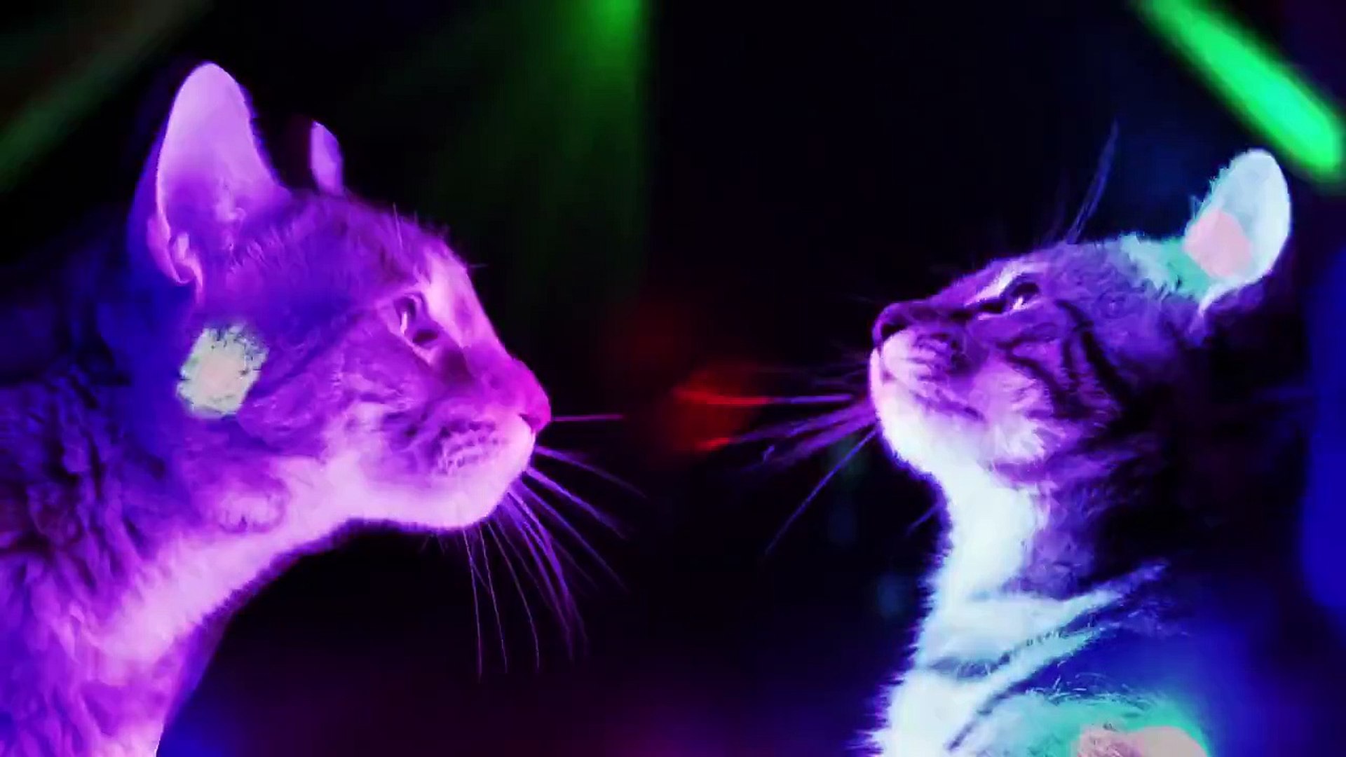 Meow Mix Song - EDM Cat Remix by Ashworth - video Dailymotion
