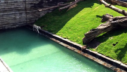 Pairi Daiza inaugure "le temple des tigres"