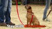 Pesto - Border Terrier - 3 Week Residential Dog Training at Adolescent Dogs