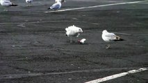 Seagull eating paper on a windy day