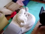 柴犬　VS 怖い物知らずな子猫 shiba inu VS cat