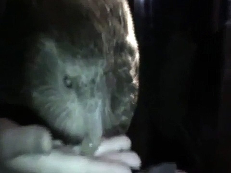 Kakapo