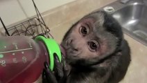 Meyve suyunun hastası olan maymun