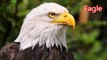 Eagle Sound Effect Screech Scream Soaring in Sky Bird Flying Effects Bald American Majestic