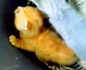 Gattini piccoli piccoli