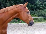 Pferdchen Apfeltest 1 (Cavallo)