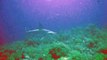 Requin marteau - Plongée Sha'ab Maksour plateau Nord - Le 18/06/2015 - Croisière Mer Rouge Saint-Johns (Diving attitude)
