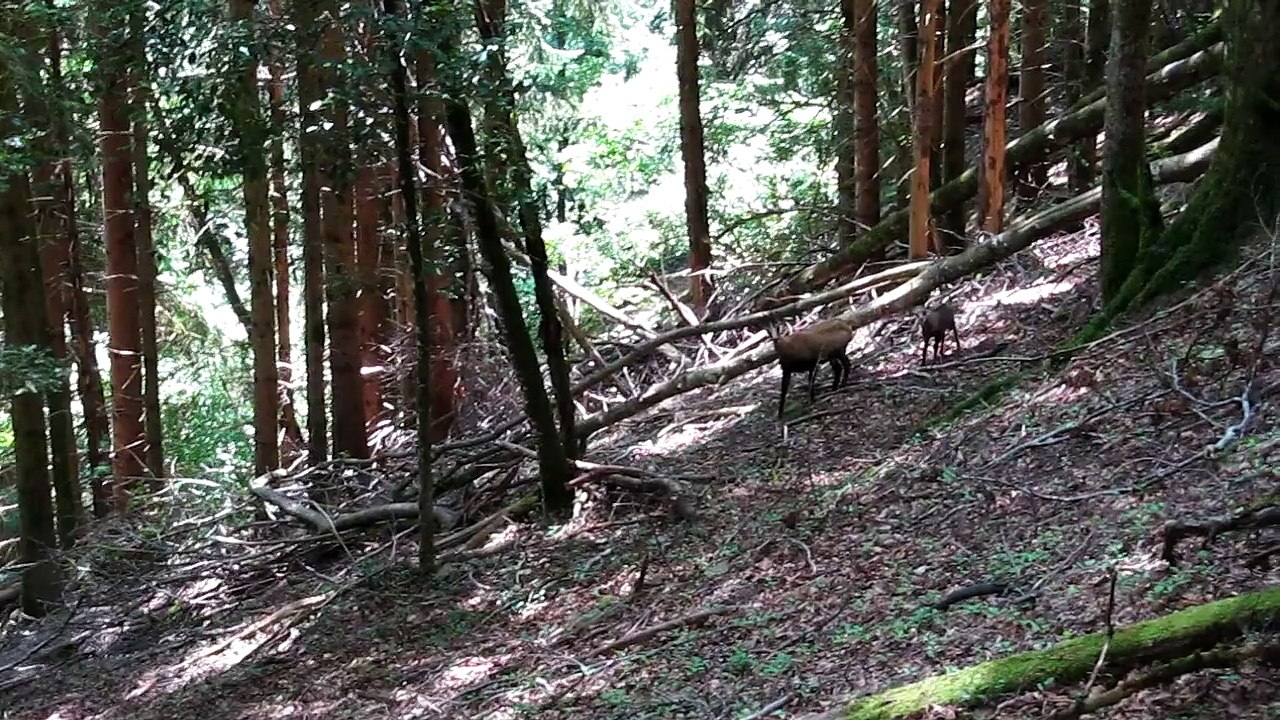 2015_chamois_chevreau