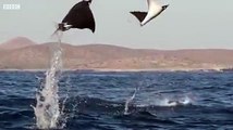 Awesome Nature - Oceans Flying