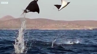 Awesome Nature - Oceans Flying