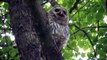 Juvenile Barred Owl Call (Video)