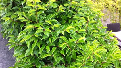 Feu de poubelles à l ArchiDona