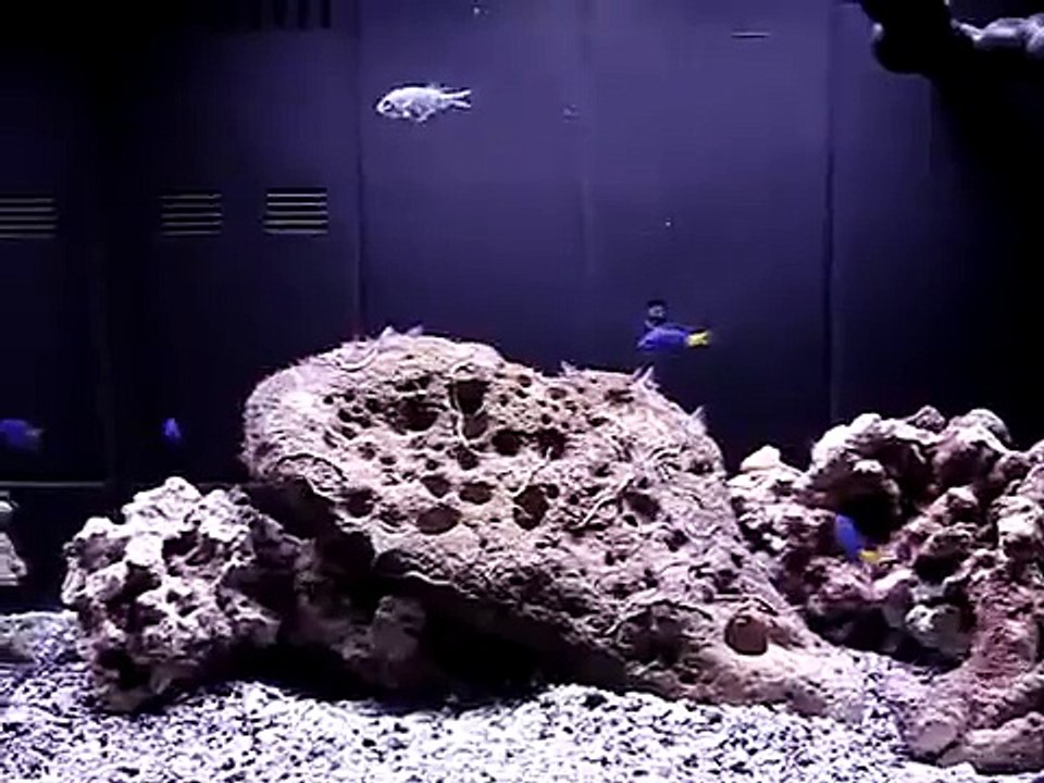 Mini Reef Tank (12 gallons)