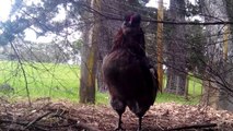 Rooster Crowing Loud  In The Morning Full Video