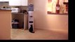 Cat gets it's own drink from water cooler