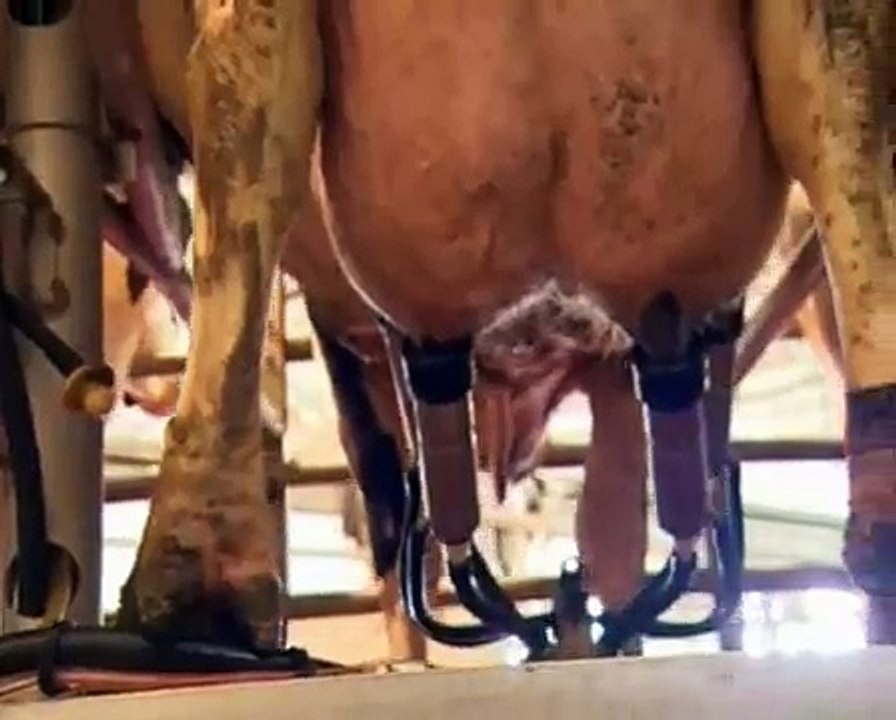 afimilk® - ליבה של רפת החלב
