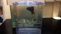 3 Common Problems Made By Betta Owners