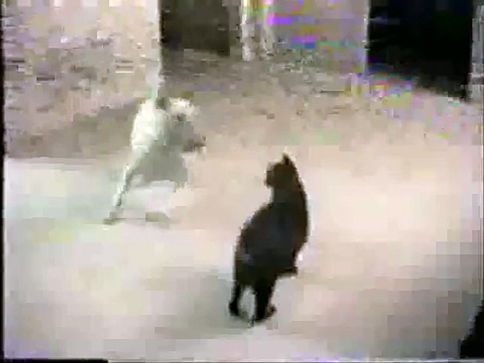 Bull terrier vs Cat
