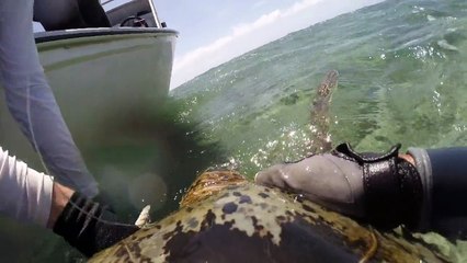 La Grande barrière de corail vue depuis le dos d'une tortue