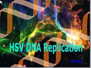 HSV DNA replication