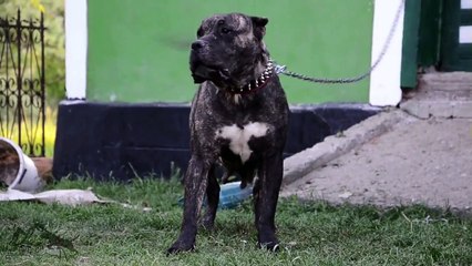 Katrina CarpatCan presa canario female