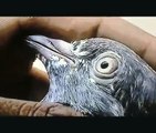 pakistani lahore pigeons prt 3 (PURE PAKISTANI HIGHFLYERS)