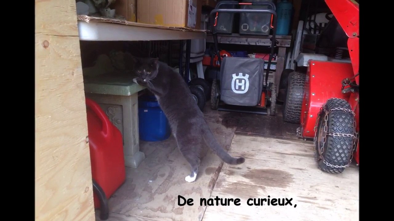 Cabanon, remise, garage