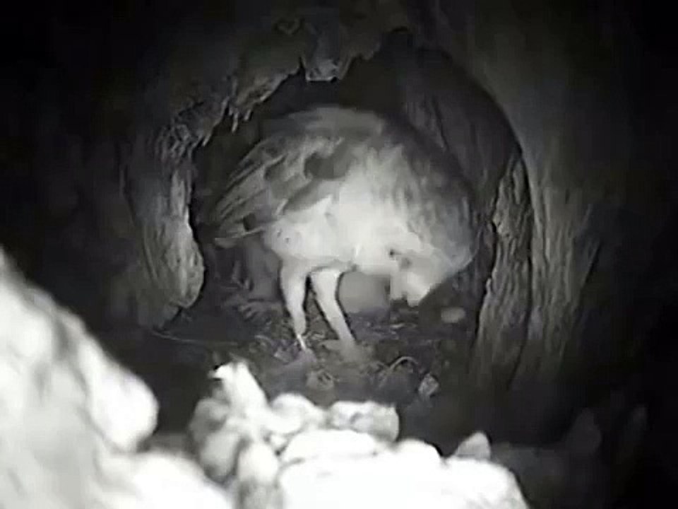 Second Set of Barn Owl Babies Is Thriving