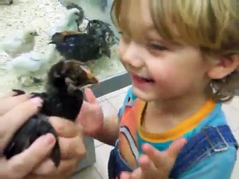 2½ Year Old Cooper Meets Animals Chicks, Gerbils, Bunnies @ 1st Feed Store