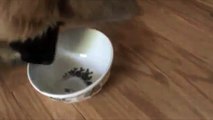 Our Belgian Tervuren Puppy Encounters Ice for the First Time
