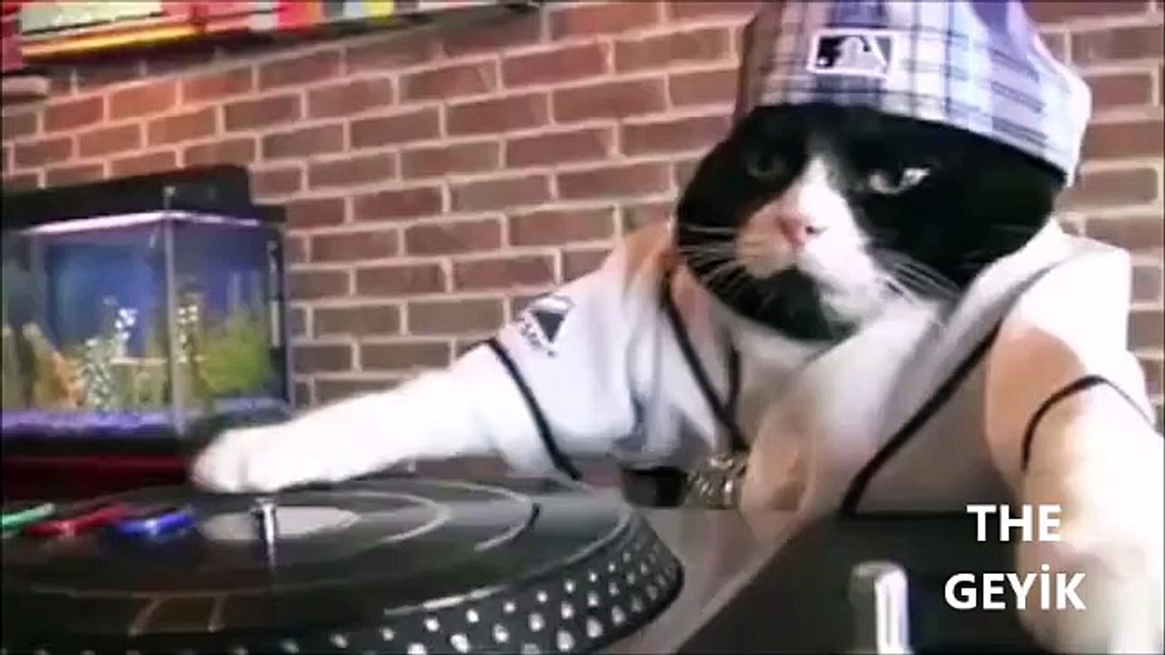 DJ Kitty - Dj Kedi
