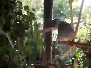 Koala jumping at Steve Irwin's Australia Zoo