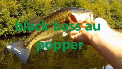 black bass au popper - bass fishing - hitachi hdsv20e -